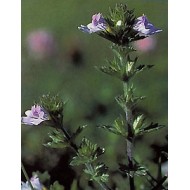 Euphraise - Parties aériennes en vrac