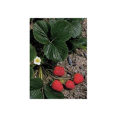 Fraisier - Feuilles en vrac Fraisier - Feuilles en vrac