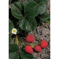 Fraisier - Feuilles en vrac Fraisier - Feuilles en vrac