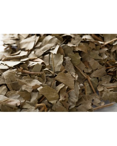 Frêne - Feuilles en vrac Frêne - Feuilles en vrac