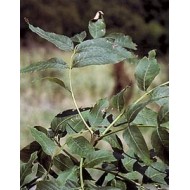 Frêne - Feuilles en vrac