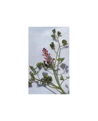 Fumeterre en vrac BIO Fumeterre en vrac BIO
