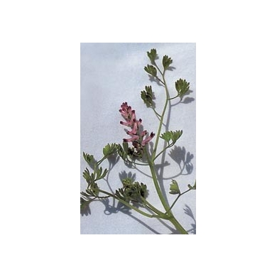 Fumeterre en vrac BIO Fumeterre en vrac BIO