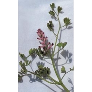 Fumeterre en vrac BIO Fumeterre en vrac BIO