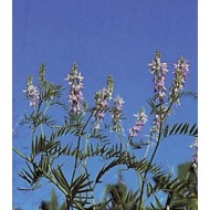 Galéga en vrac Galéga en vrac