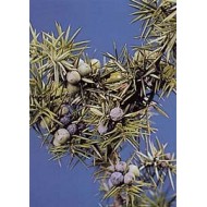 Genièvre - Baies en vrac