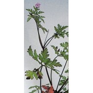 Géranium Robert en vrac