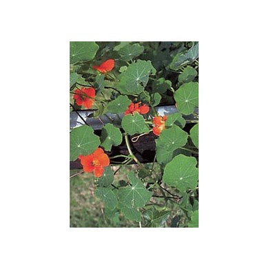 Capucine - Parties aériennes en vrac Capucine - Parties aériennes en vrac