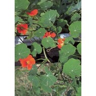 Capucine - Parties aériennes en vrac Capucine - Parties aériennes en vrac