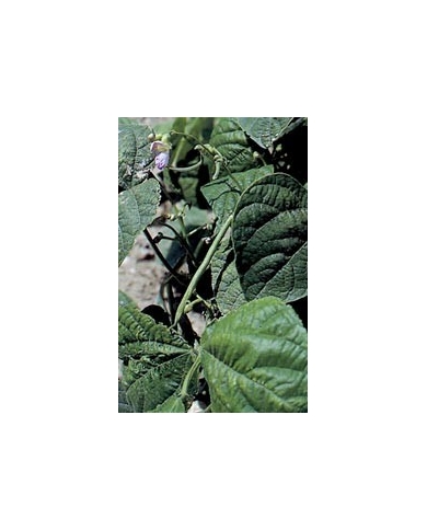 Haricot - Cosses en vrac Haricot - Cosses en vrac