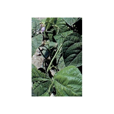 Haricot - Cosses en vrac Haricot - Cosses en vrac