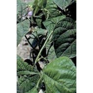 Haricot - Cosses en vrac Haricot - Cosses en vrac