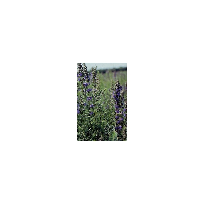 Hysope - Feuilles en vrac BIO