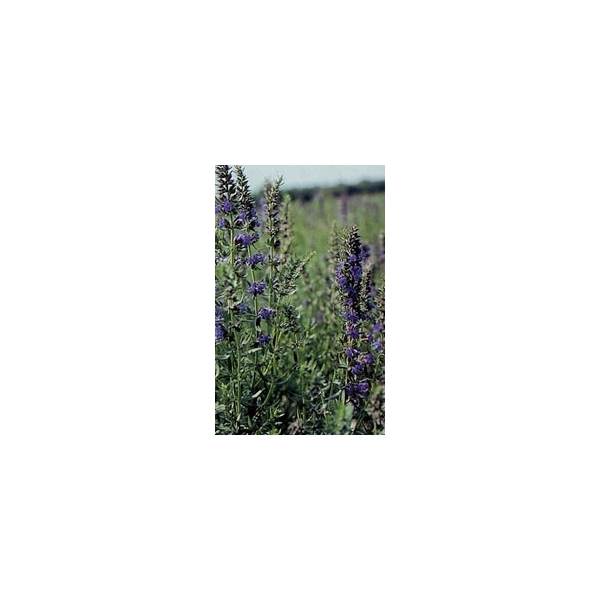 Hysope - Feuilles en vrac BIO