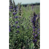 Hysope - Feuilles en vrac BIO