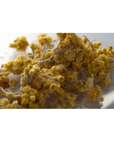 Immortelle (Hélichryse) fleur coupée Immortelle (Hélichryse) fleur coupée
