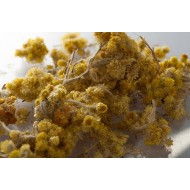 Immortelle (Hélichryse) fleur coupée Immortelle (Hélichryse) fleur coupée