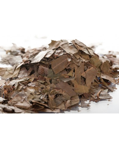 Combretum Kinkéliba - Feuilles en vrac Combretum Kinkéliba - Feuilles en vrac