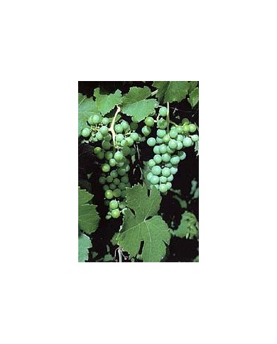 Vigne rouge feuilles en vrac BIO Vigne rouge feuilles en vrac BIO