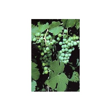 Vigne rouge feuilles en vrac BIO Vigne rouge feuilles en vrac BIO