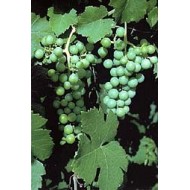 Vigne rouge feuilles en vrac BIO Vigne rouge feuilles en vrac BIO