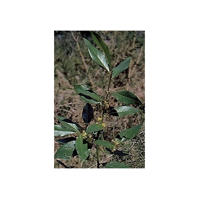 Laurier noble - Feuilles en vrac