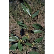 Laurier noble - Feuilles en vrac