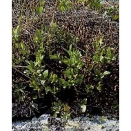 Lichen d'Islande - Thalle en vrac