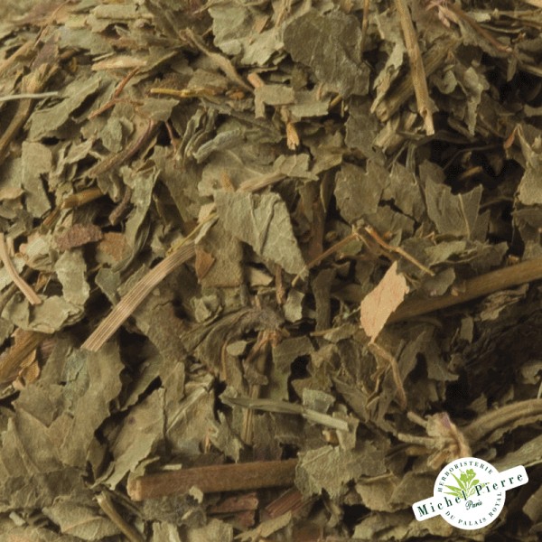 Alchemille vulgaire - Parties aériennes en vrac detail