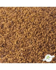 Alfalfa - Semences en vrac Alfalfa - Semences en vrac
