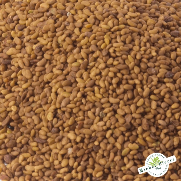 Alfalfa - Semences en vrac