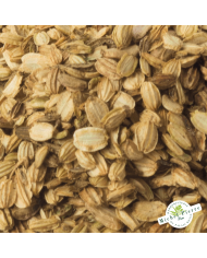 Angélique - Semences en vrac