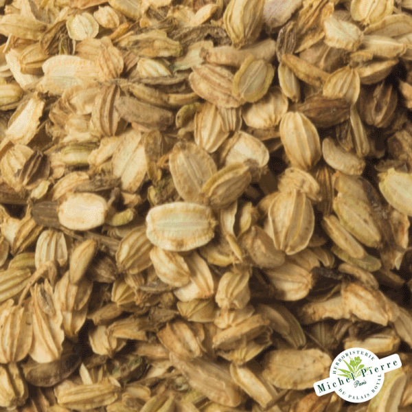 Angélique - Semences en vrac