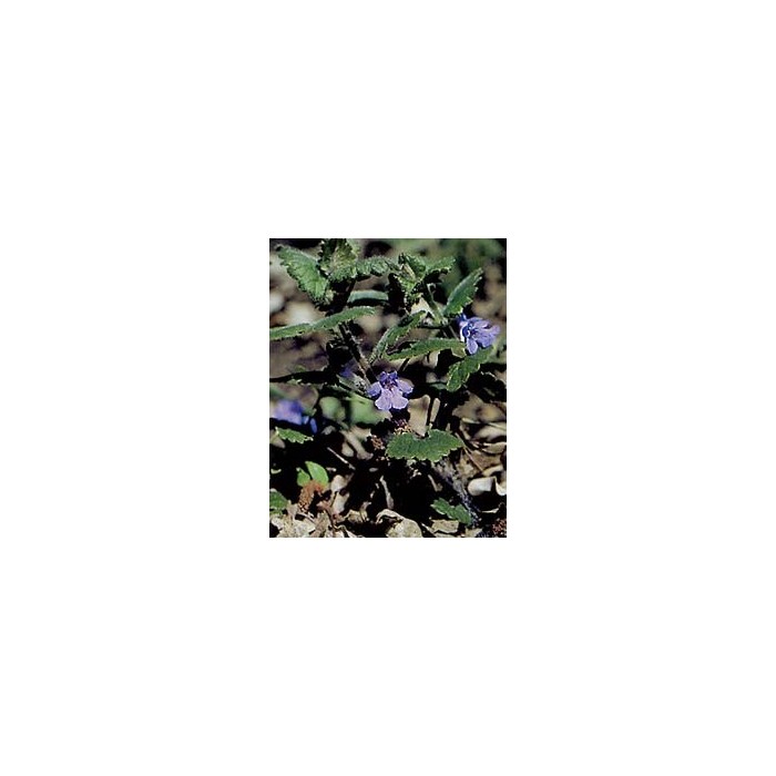 Lierre terrestre - Parties aérienne en vrac