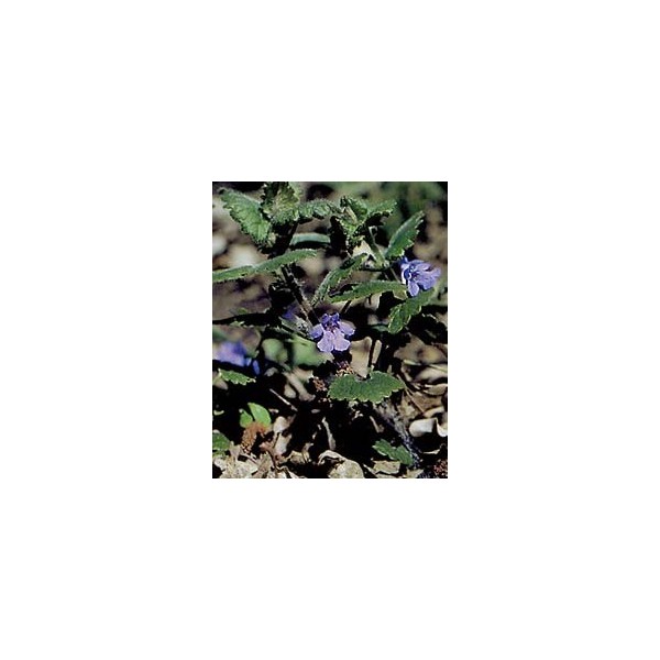 Lierre terrestre - Parties aérienne en vrac