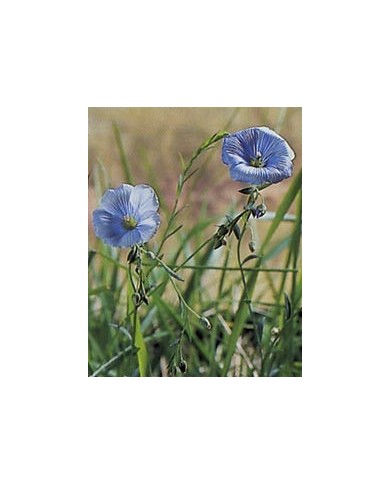 Lin - Graines en vrac Lin - Graines en vrac