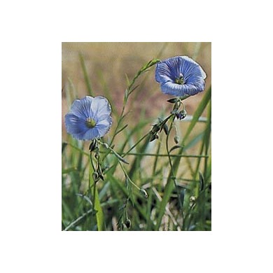 Lin - Graines en vrac Lin - Graines en vrac