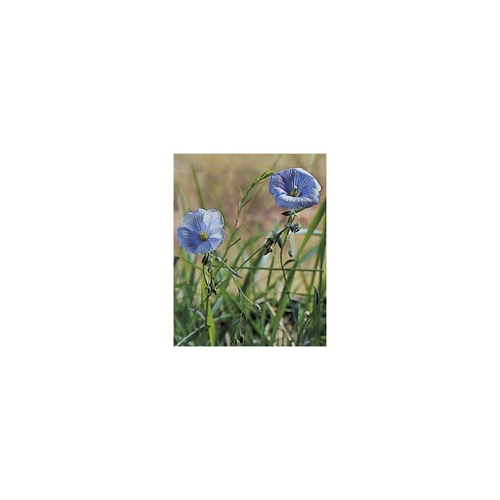 Lin - Graines en vrac