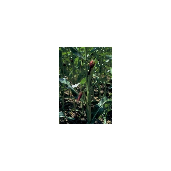 Maïs - Stigmates en vrac