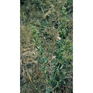 Marrube blanc - Parties aériennes en vrac Marrube blanc - Parties aériennes en vrac