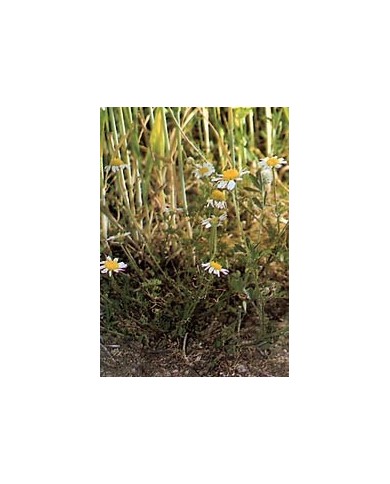 Matricaire - Fleurs en vrac BIO Matricaire - Fleurs en vrac BIO