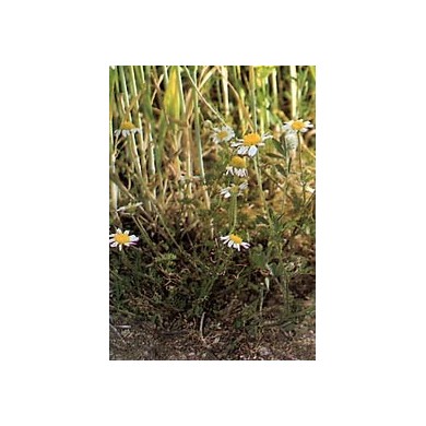 Matricaire - Fleurs en vrac BIO Matricaire - Fleurs en vrac BIO