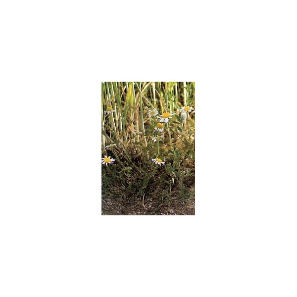 Matricaire - Fleurs en vrac BIO