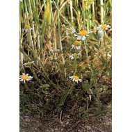 Matricaire - Fleurs en vrac BIO