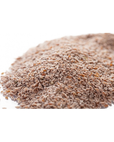 Ispaghul (Psyllium blond) - Graines en vrac Ispaghul (Psyllium blond) - Graines en vrac