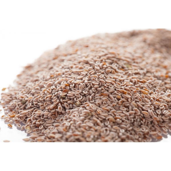 Ispaghul (Psyllium blond) - Graines en vrac