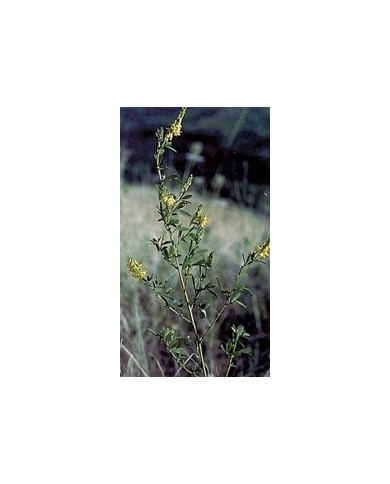 Mélilot - Parties aériennes en vrac BIO Mélilot - Parties aériennes en vrac BIO