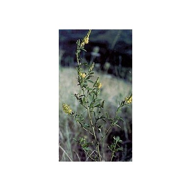 Mélilot - Parties aériennes en vrac BIO Mélilot - Parties aériennes en vrac BIO