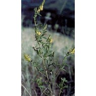 Mélilot - Parties aériennes en vrac BIO Mélilot - Parties aériennes en vrac BIO