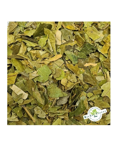 Gymnema sylvestris - Feuilles en vrac herboristerie du Palais Royal paris